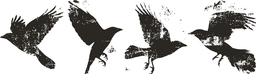 Obraz premium silhouettes of four flying crows in various dynamic poses against white background