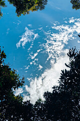 Fototapeta premium A vibrant, low-angle shot looking up at a bright blue sky filled with wispy white clouds, framed by the lush green canopy and silhouettes of surrounding forest trees