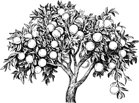 A detailed black and white line of a fruit-laden orange tree with lush foliage and branches