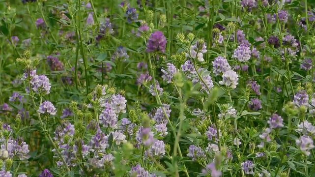 Field of blooming purple alfalfa flowers swaying gently in the wind, agricultural crop and nature concept