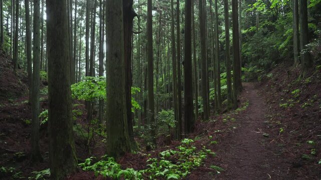 Section Between the 44th and 43rd Stone Markers on the Koyasan Choishimichi Pilgrimage Trail, Koya Town, Wakayama, Japan　「高野参詣道 町石道44町石・43町石区間」和歌山県高野町