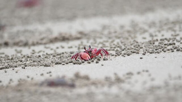 Close up of a wild small red crab foraging on a sandy beach, surrounded by tiny sand balls in its natural coastal environment with a blurred background.