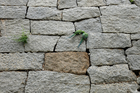 Two  parakeets perched on an ancient granite stone wall in Hampi, India