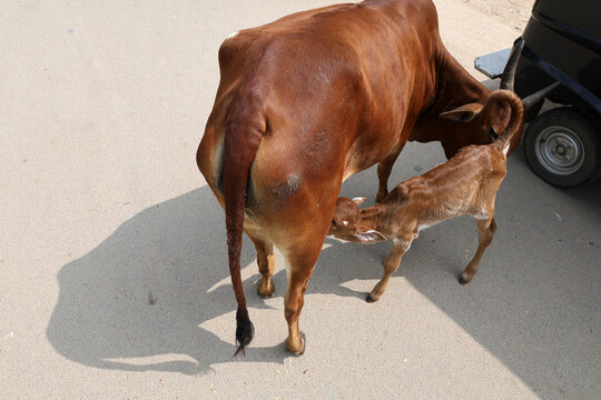 Young calf suckling milk from its mother on a village street, capturing a tender moment of maternal care and everyday life in rural India