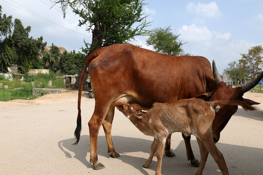 Young calf suckling milk from its mother on a village street, capturing a tender moment of maternal care and everyday life in rural India