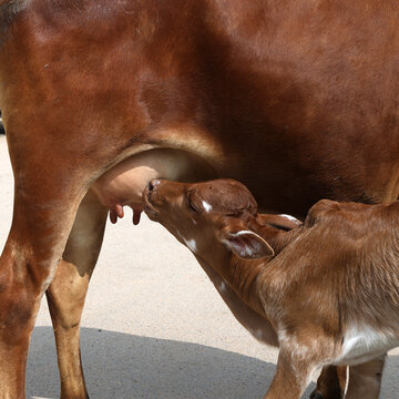 Close up of a young calf suckling milk from its mother on a village street, capturing a tender moment of maternal care and everyday life in rural India
