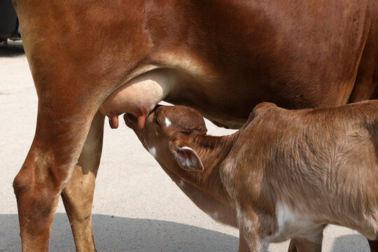 Close up of a young calf suckling milk from its mother on a village street, capturing a tender moment of maternal care and everyday life in rural India