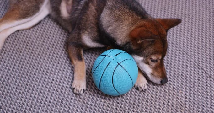 Close indoor view shows shiba inu dog resting beside a blue ball toy on textured carpet for pet play companion lifestyle animal care and cozy home themes indoors