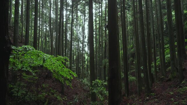 Section Between the 44th and 43rd Stone Markers on the Koyasan Choishimichi Pilgrimage Trail, Koya Town, Wakayama, Japan　「高野参詣道 町石道44町石・43町石区間」和歌山県高野町