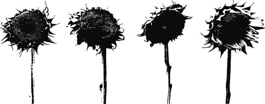 Silhouettes of dry sunflowers with detailed petals and stems isolated on white background
