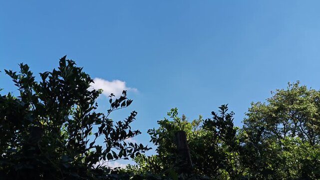 sky and clouds with some trees footage video