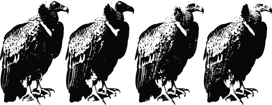 Four black vultures standing in a row facing right with detailed feather texture silhouette