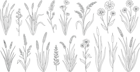 Fototapeta premium Hand drawn wild flowers and meadow grass collection isolated on white background for botanical design and decorative illustration projects