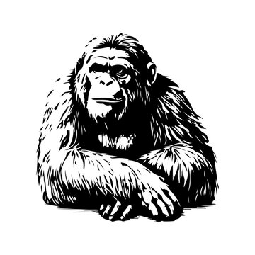 Simple hand drawn chimpanzee monkey sketch, engraved gorilla primate ape mammal animal illustration.