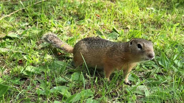 A wild ground squirrel foraging in short grass. 4K footage