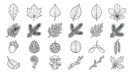 Hand drawn forest leaves and botanical elements, 24 black line art nature icons, minimalist autumn foliage and woodland seeds vector set © Muhammad