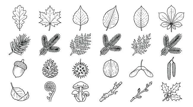 Hand drawn forest leaves and botanical elements, 24 black line art nature icons, minimalist autumn foliage and woodland seeds vector set
