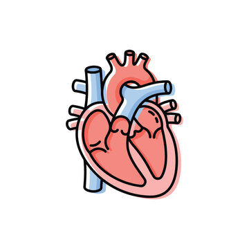 Human anatomical heart vector icon in MBE style isolated on white background