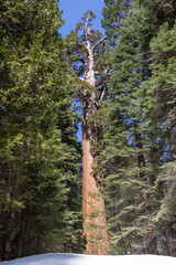 Fototapeta premium Giant sequoia tree with path in forest winter snow landscape