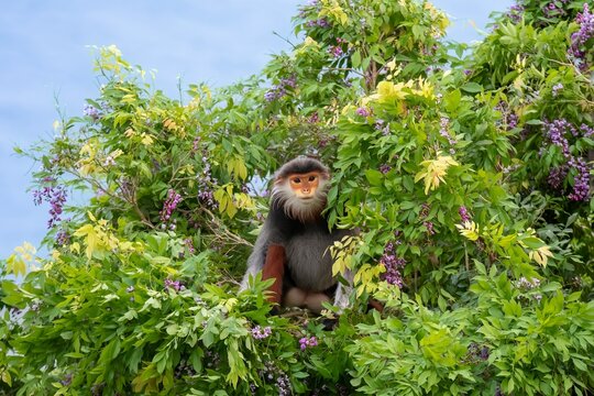 Red-shanked Douc Langur (Pygathrix nemaeus) in Son Tra Nature Reserve, Da Nang, Vietnam, Endangered Primate Wildlife in Tropical Forest