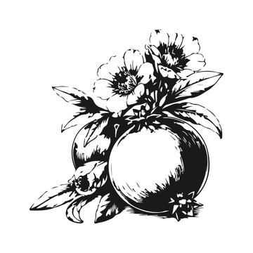 Simple hand drawn pomegranate frut with flowers sketch, engraved tropical plant juicy food illustration.