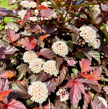 Blossoming ninebark bush physocarpus opulifolius diabolo with white corymb flower clusters and dark purple foliage for landscape design and gardening presentation