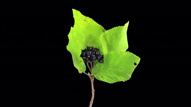 Time lapse of drying Viburnum shrub leaves with ALPHA transparency channel isolated on black background