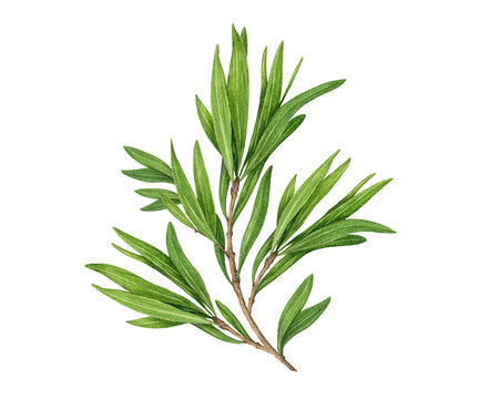 Watercolor tea tree branch with aromatic green leaves isolated on background. Hand painted medicinal plant illustration for essential oil, skincare, aromatherapy, herbal and botanical design