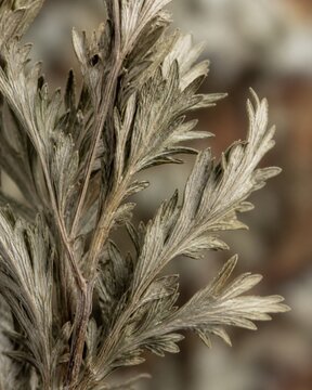 Close-up of a dried mugwort plant showing its fibrous leaf texture.