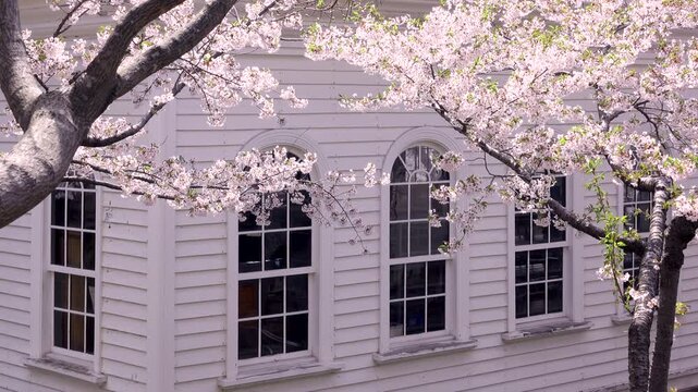 函館公園の桜と旧函館博物館2号