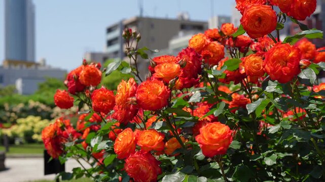 Beautiful roses blooming in the French-style garden at Hongo Kyusuijo Park in Tokyo,
