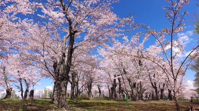 戸田記念墓地公園と桜