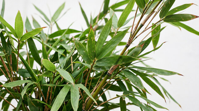 Close up of healthy green bamboo branches with dense leaves standing diagonally against a clean solid white background