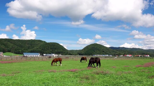 サラブレッド銀座　サラブレッド