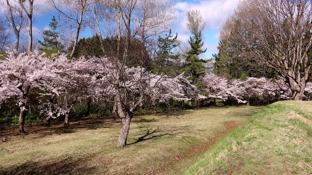四稜郭の桜