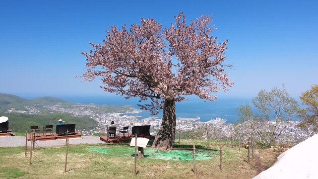 天狗桜と小樽市街地