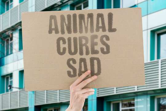 "Animal cures sad" Pet reduces depression symptoms. SADNESS. DEPRESSION. SYMPTOM. REDUCE. CURE.