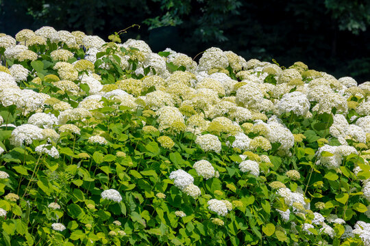 Selective focus bushes of Hydrangea Arborescens flower in the garden, White hortensia or Smooth hydrangea is a species of flowering plant in the family Hydrangeaceae, Natural floral pattern background
