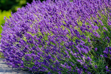 Obraz premium Selective focus a bush of purple violet blue flowers in the garden with soft sunlight in the afternoon, Lavender is flowering plants in the mint family of Lamiaceae, Natural floral pattern background.