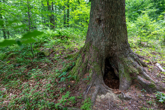 Brown bear den inside the hollow base of a large tree trunk in Bieszczady Mountains, Poland
