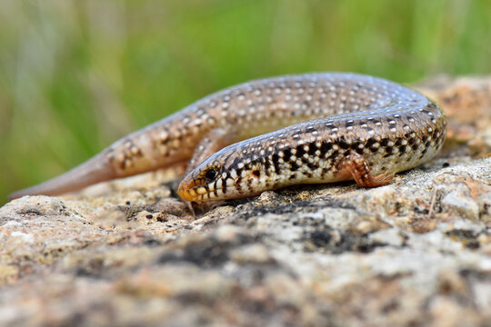 Close-up macro shot of an ocellated skink, Chalcides ocellatus, resting on a stone surface, showcasing the detailed patterns on its scales against a soft green background.