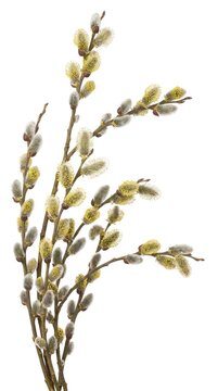 Elegant Dried Willow Catkin Branch Isolated on White Background for Botanical and Floral Decor Concept