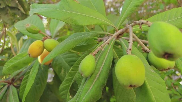 Close-up of fresh green and ripening yellow loquat fruits (Eriobotrya japonica) growing on a branch surrounded by lush green leaves. Perfect for agriculture and nature concepts.