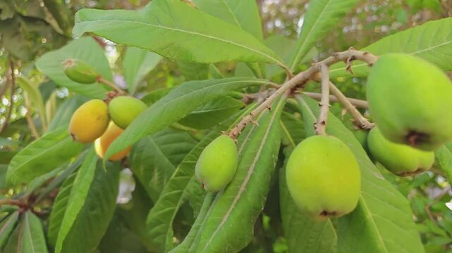 Close-up of fresh green and ripening yellow loquat fruits (Eriobotrya japonica) growing on a branch surrounded by lush green leaves. Perfect for agriculture and nature concepts.