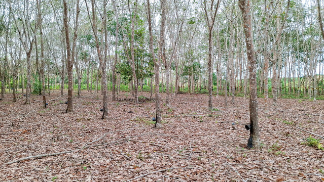 Rows of rubber trees in an agricultural plantation with traditional black collection bowls attached to the bark for harvesting natural latex sap.