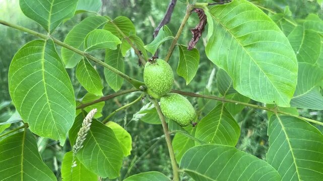 close up of green walnut growing on tree branch