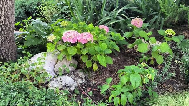 Pink hydrangeas bloom in a lush garden bed with rocks and diverse foliage. This peaceful garden footage captures summer floral beauty and landscape design