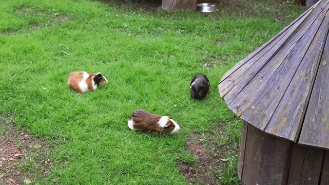 Three guinea pigs with black, ginger, brown and white fur grazing in a lush green grassy field near their wooden house. Animals are outdoor. High quality 4k footage.