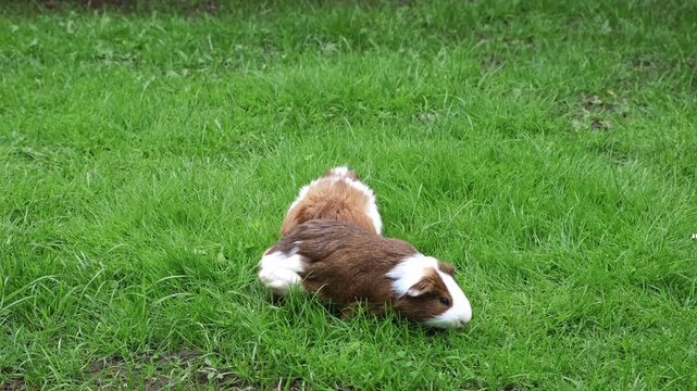 Two guinea pigs with brown and white fur grazing in a lush green grassy field. Animals are outdoor. High quality 4k footage.