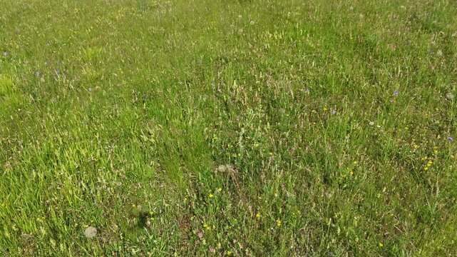 Prato naturale con erba di diverse tonalit&agrave; di verde, piccoli fiori spontanei e terreno irregolare, tipico di un&rsquo;area erbosa non coltivata